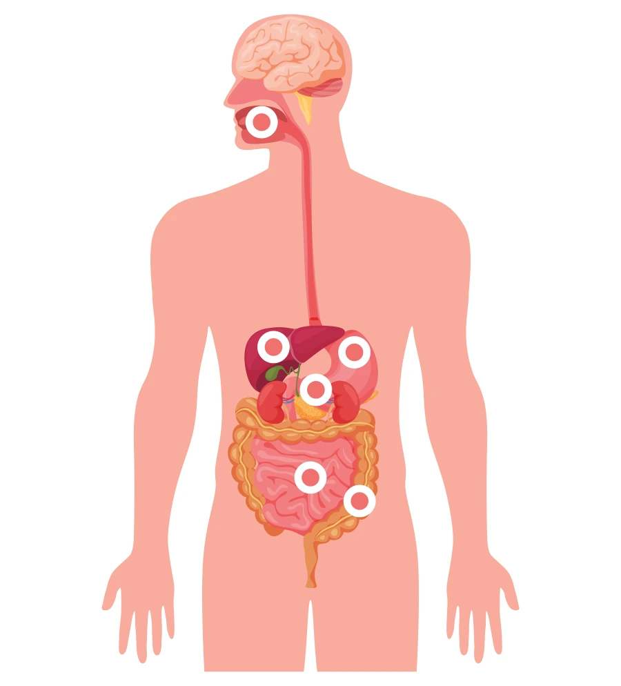 Specijal rubrike Zdravstvena pismenost o soli i šećeru u prehrani; receptori za okus hrane u probavnim organima funkcioniraju gotovo na isti način kao i receptori na jeziku