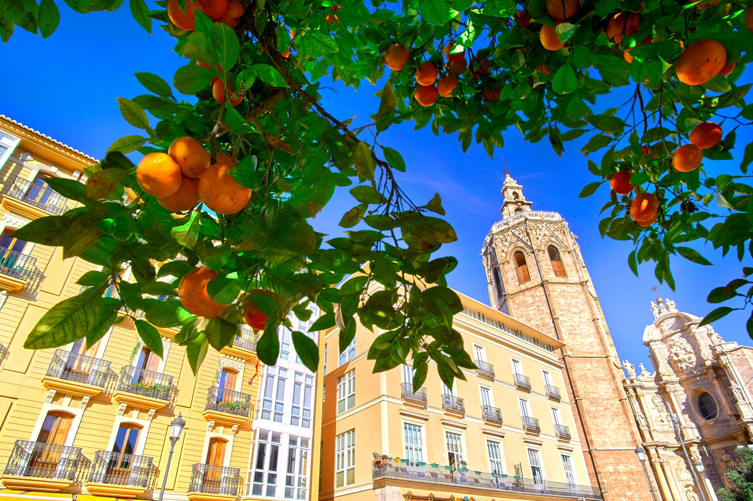 Valencia,,Spain,Plaza,De,La,Reina,With,Orange,Tree. valencia