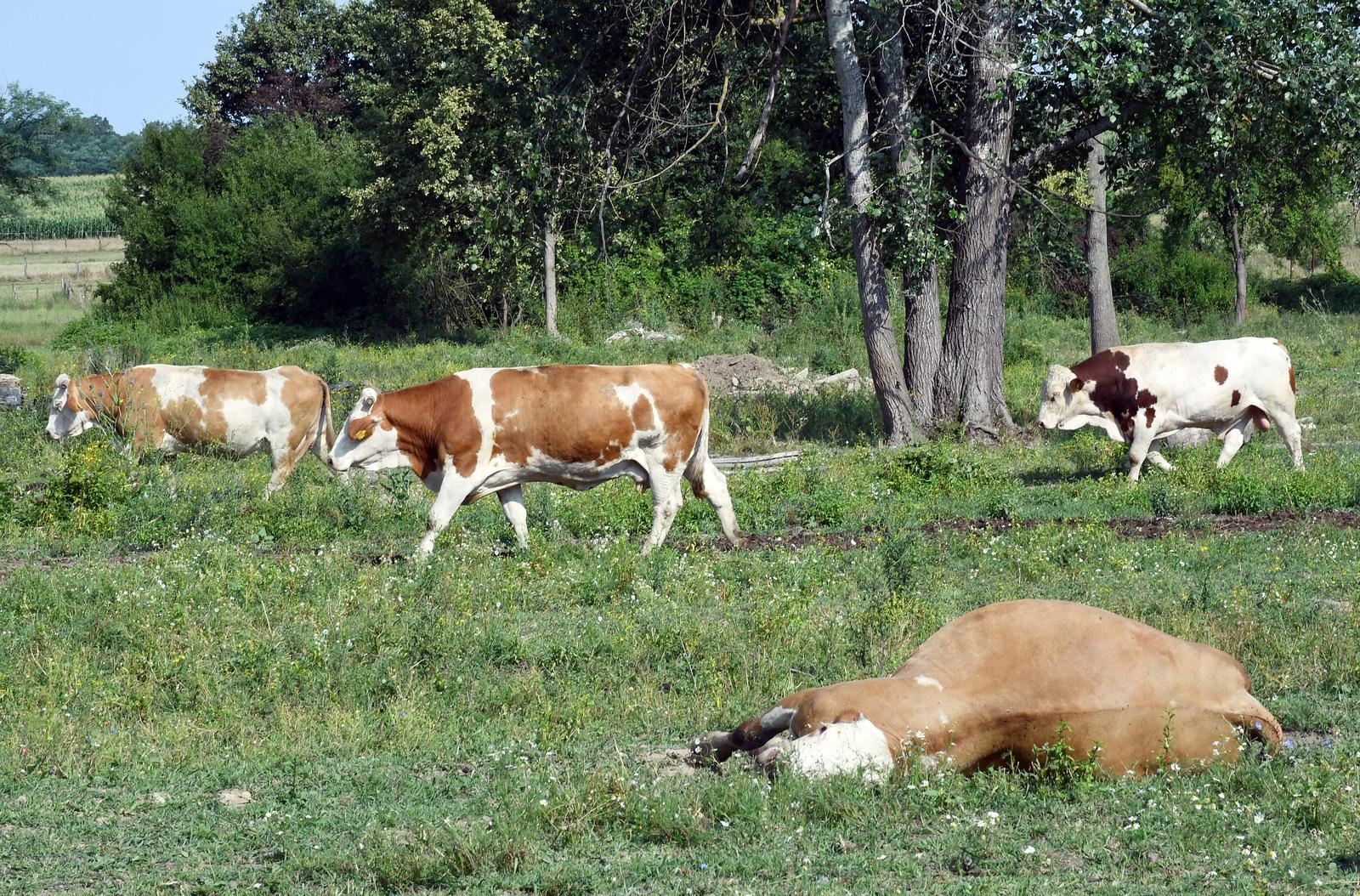 Lonjsko polje