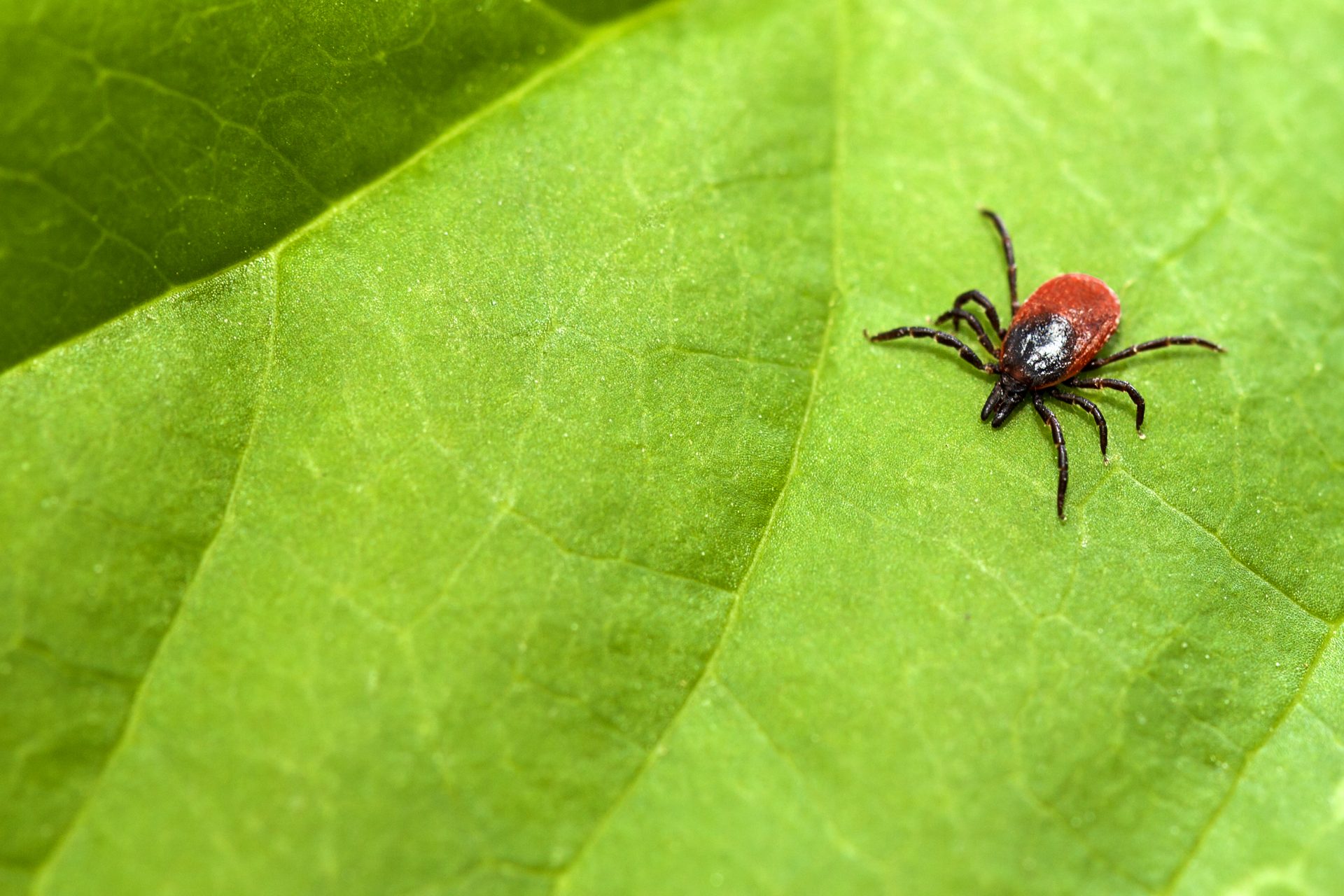 Tick,(ixodes,Ricinus)