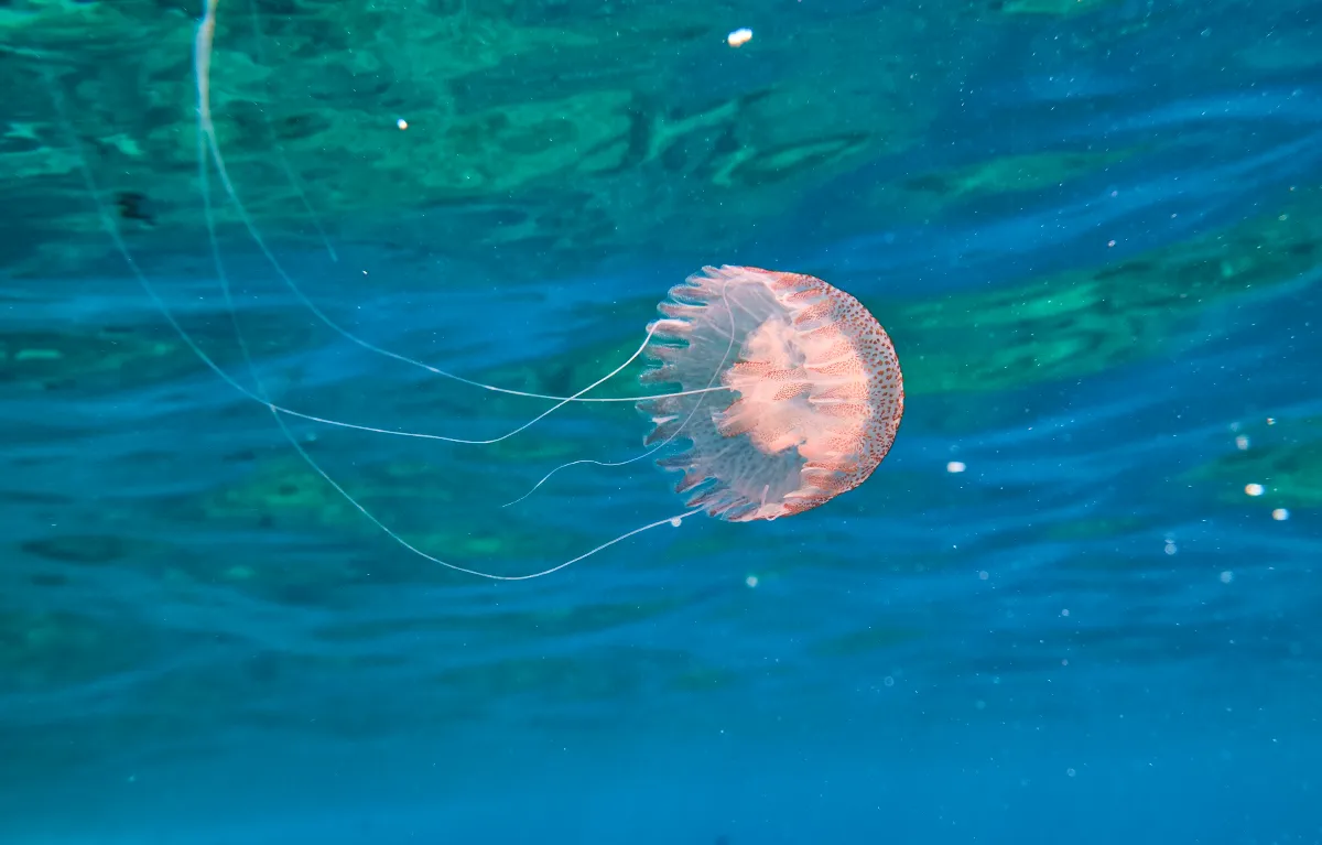 Meduza Pelagia noctiluca snimljena u moru; koncept opekline meduza