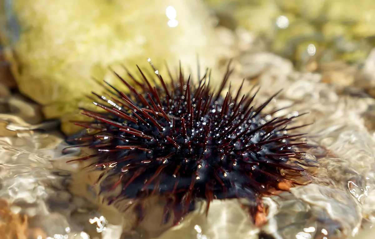 Krupni prikaz morskog ježinca, Paracentrotus lividus; koncept opekline meduza