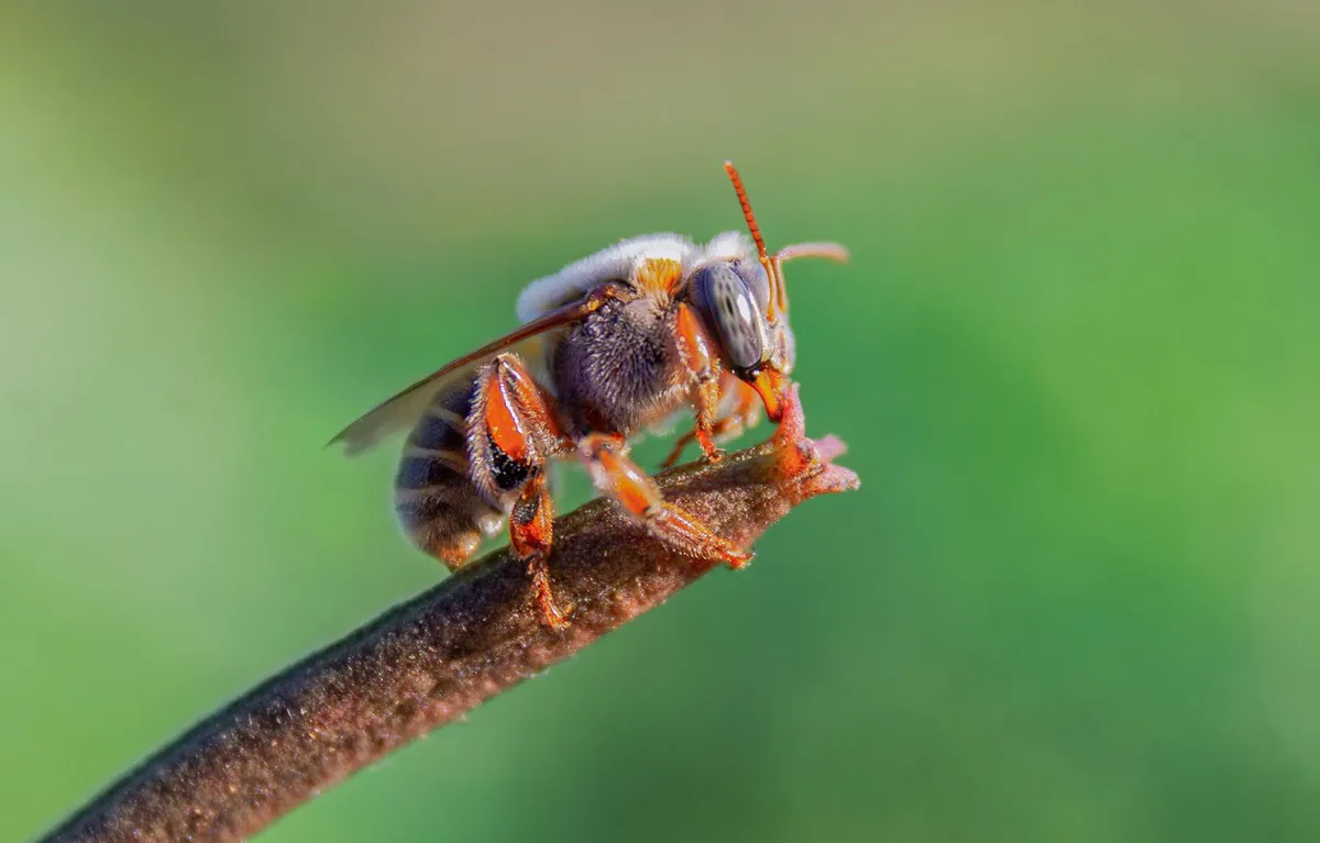 Makrofotografija pčele na grani; koncept nakon uboda pčele