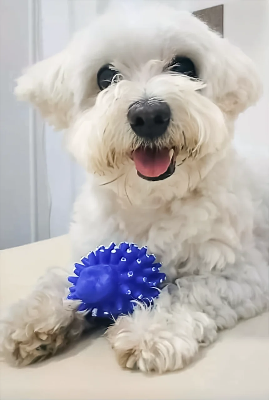 Kućni ljubimac Sanje Kalebić, pas Ari.